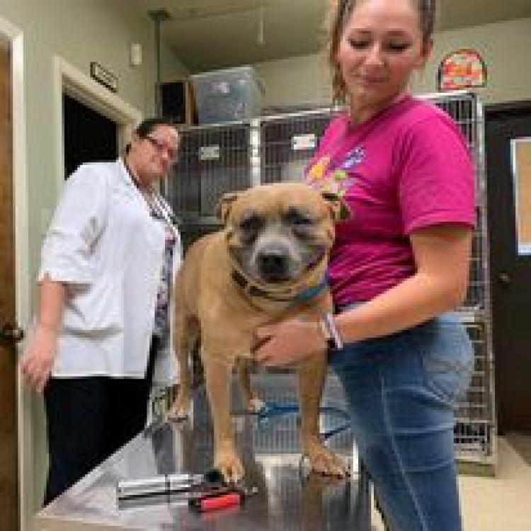 Maumelle Animal Clinic Maumelle Ar