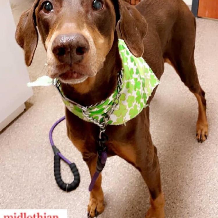 Midlothian Animal Clinic – Midlothian, VA Midlothian Animal Clinic – Midlothian, VA