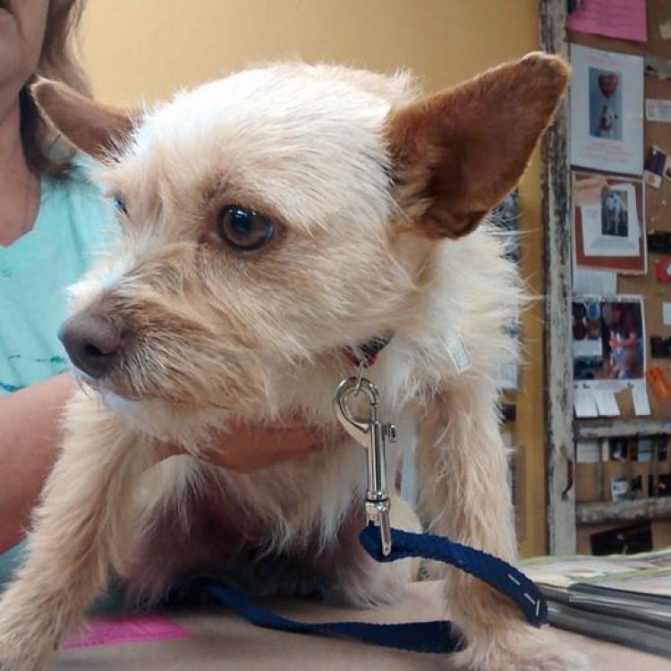nacogdoches animal shelter phone number