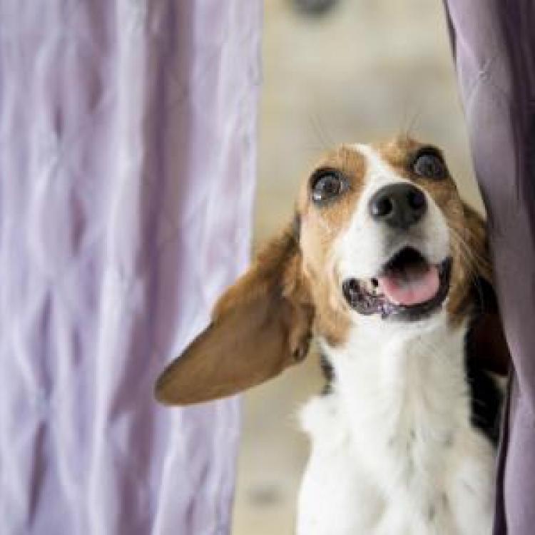 Riverbark Veterinary Hospital Fayetteville Fayetteville, NC