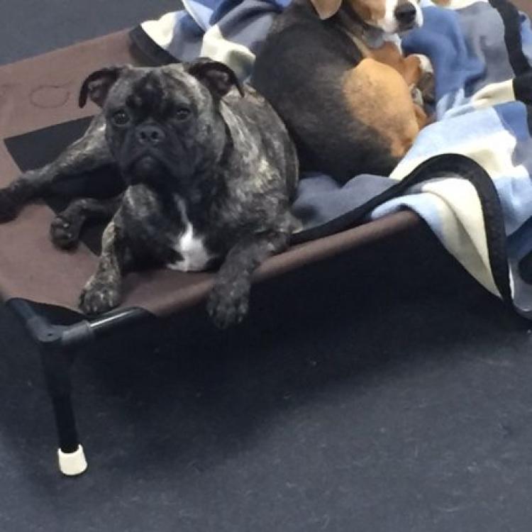 The Family Pet Hospital Ashland, MA