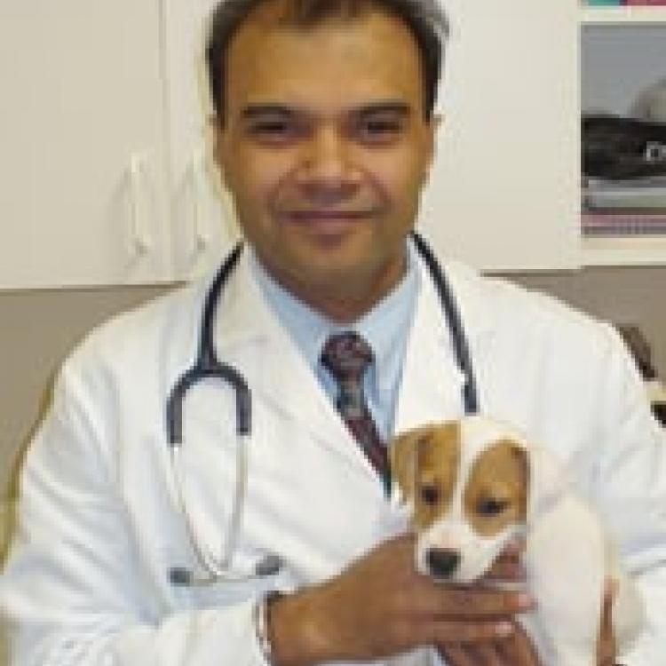 American Veterinary Hospital Emergency Services Stockton Ca