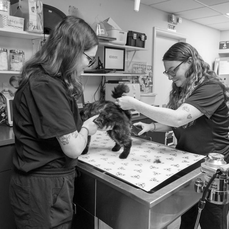 practice gallery photo