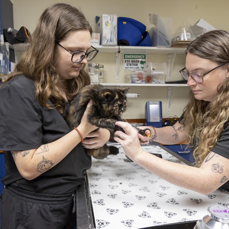 practice gallery photo