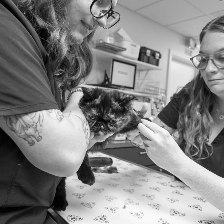 practice gallery photo