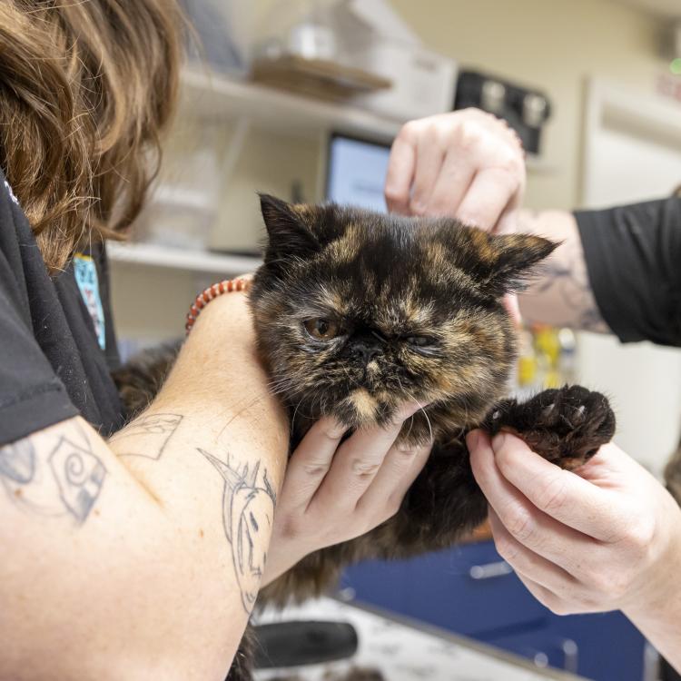 practice gallery photo