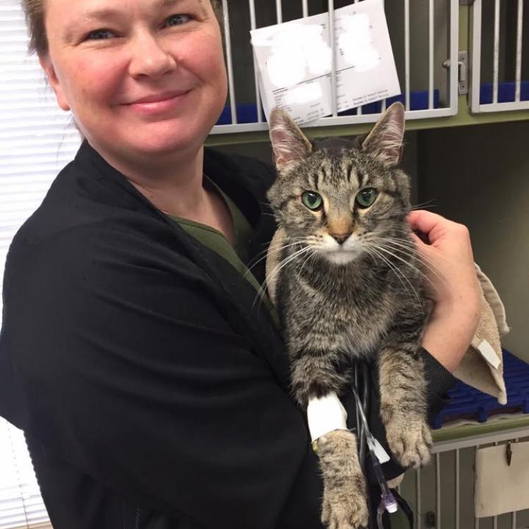 Animal Hospital Of Tiffin Tiffin Oh