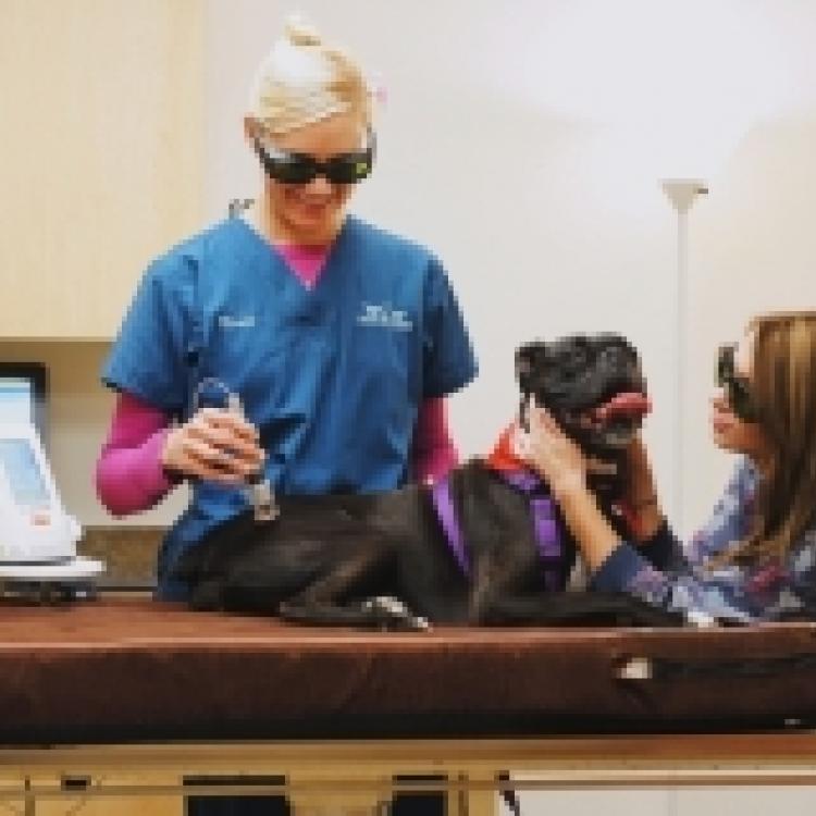 airpark animal hospital ltd - Jerri Petty