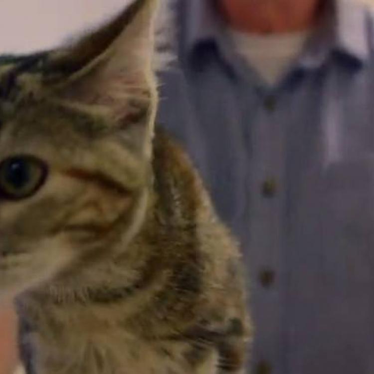 blue cross vets near me