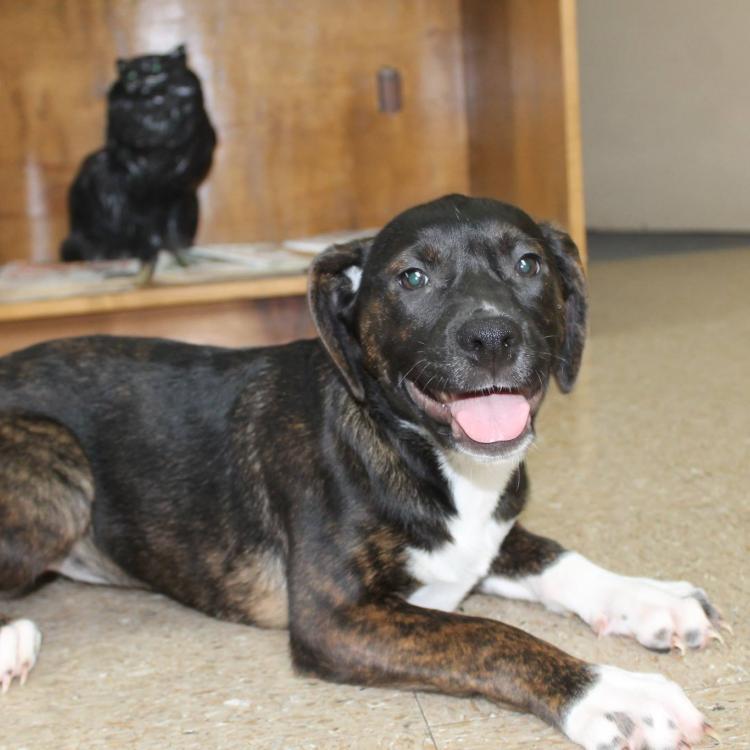 East Albany Animal Clinic Albany, GA