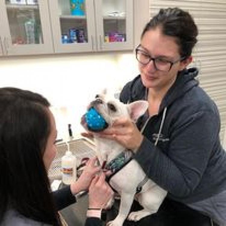 Animal Dermatology Clinic Portland – ,