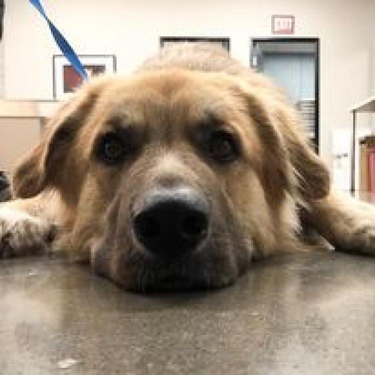 Animal Dermatology Clinic Portland – , Animal Dermatology Clinic Portland – ,