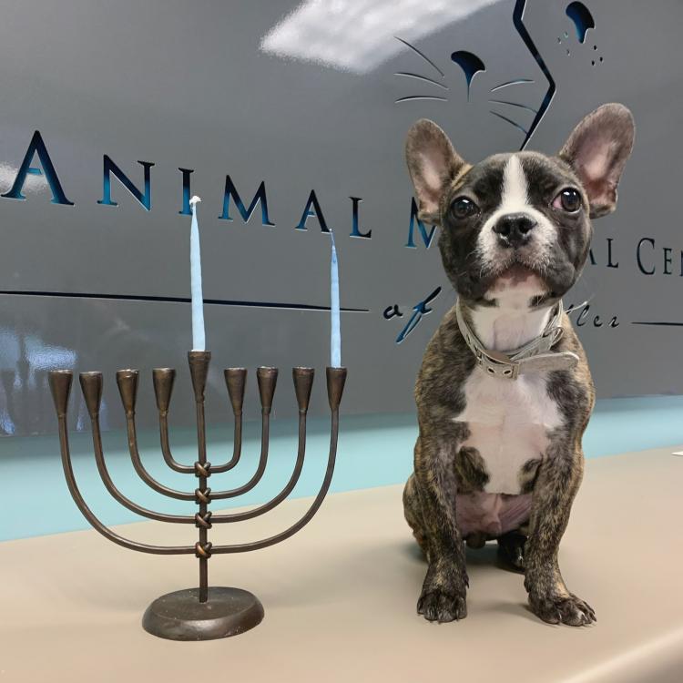 Animal Medical Center – Chandler, AZ Animal Medical Center – Chandler, AZ