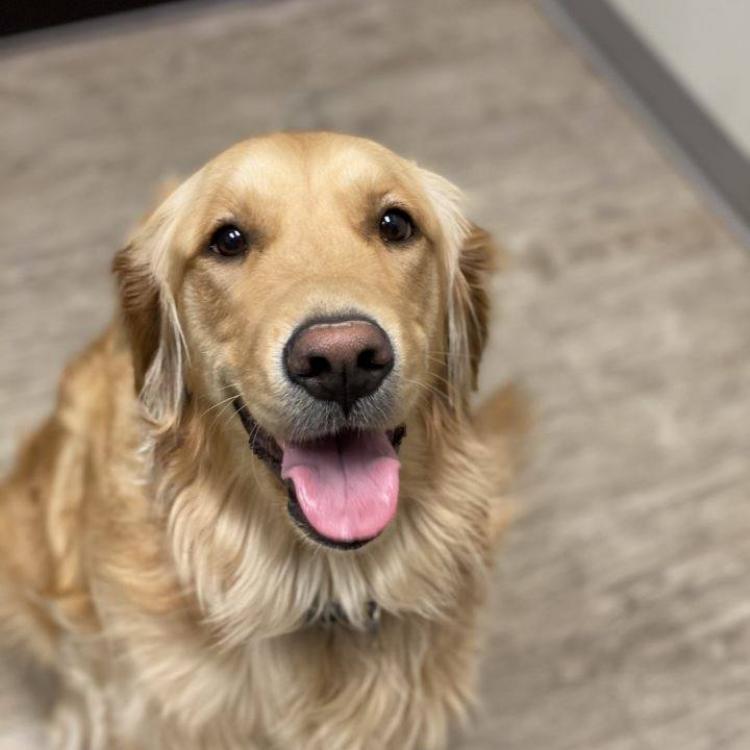 Animal Medical Center – Chandler, AZ Animal Medical Center – Chandler, AZ