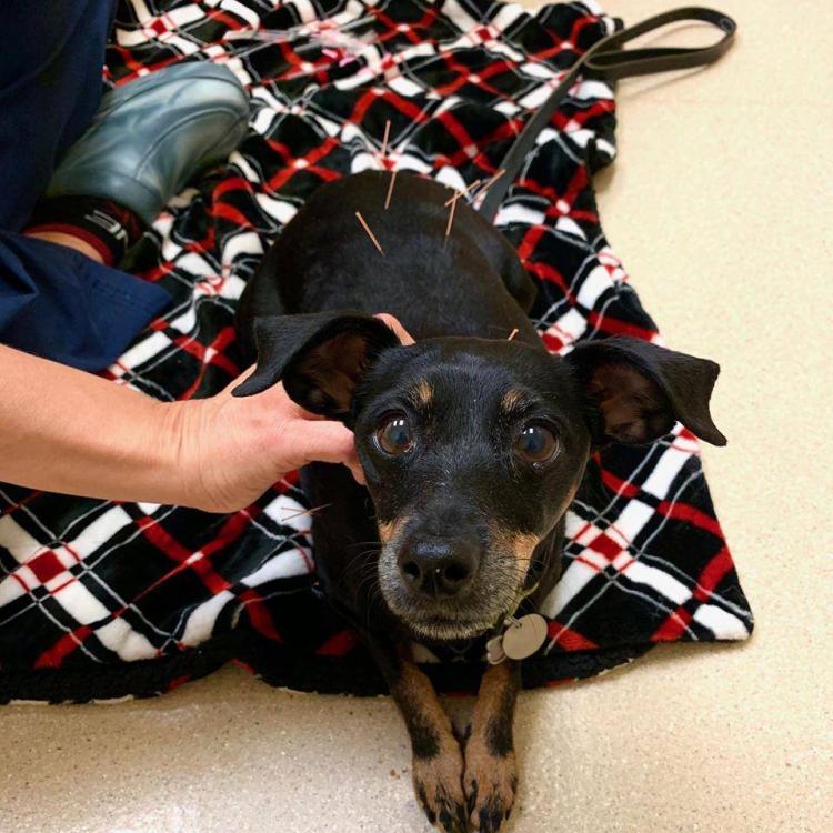 Animal Medical Center of Deer Valley Glendale, AZ