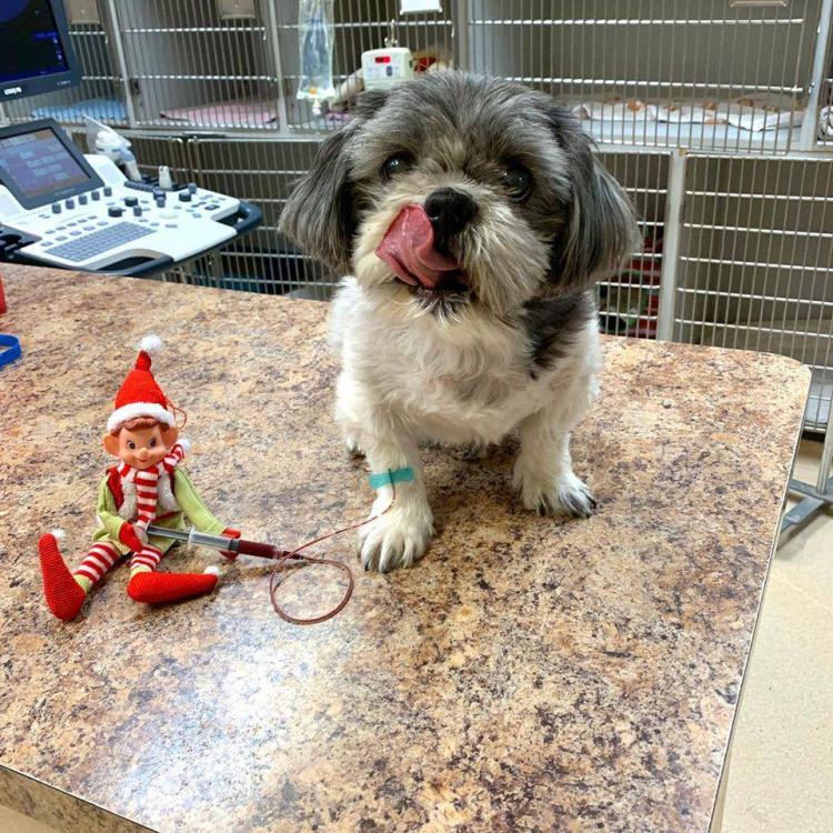 Animal Medical Center of Deer Valley Glendale, AZ