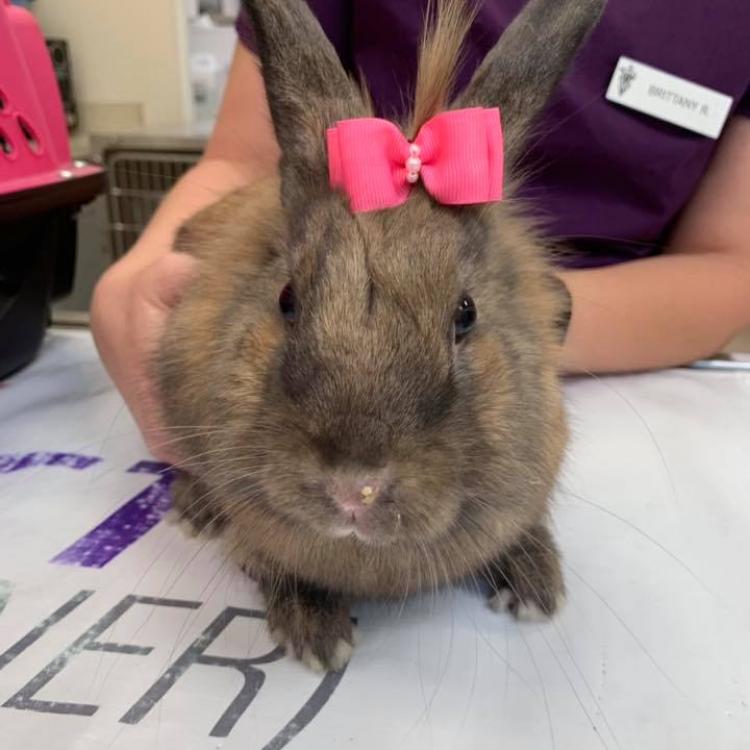 Cocoa Veterinary Hospital Cocoa, FL