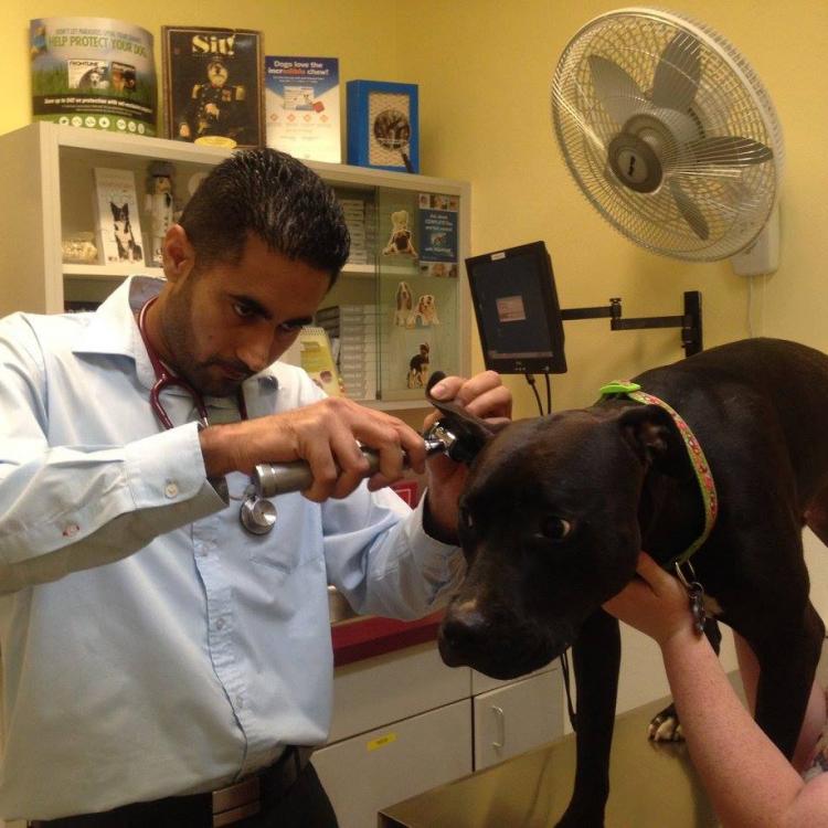 At the Oaks Pet Hospital Bakersfield, CA