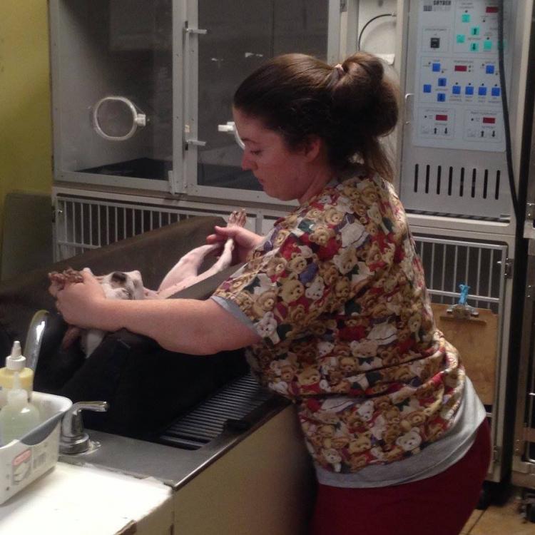 At the Oaks Pet Hospital Bakersfield, CA