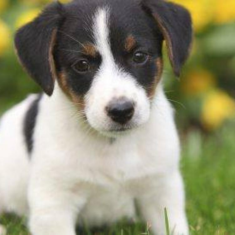 Bay Cities Animal Hospital Hayward Ca