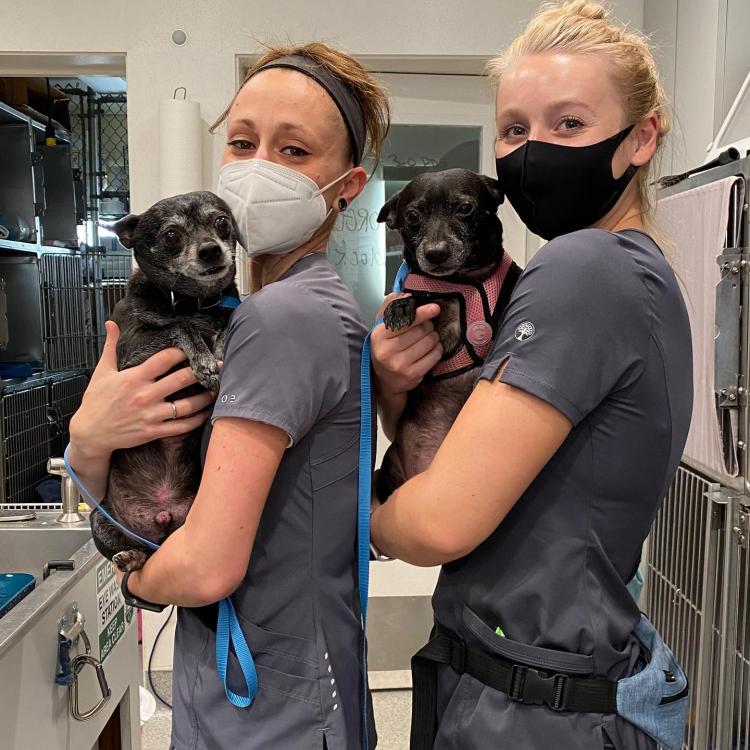 Cardiff Animal Hospital and Wellness Center Cardiff, CA