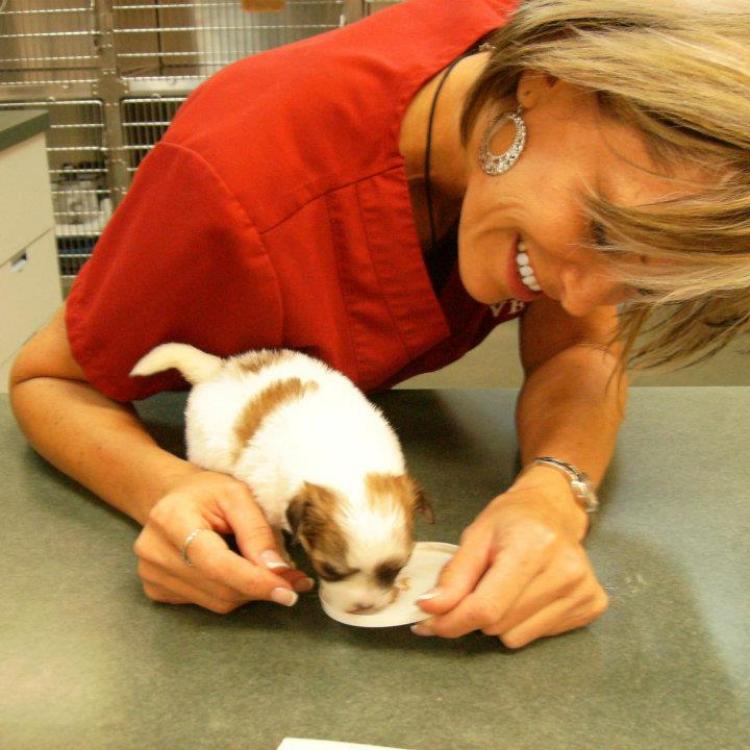 Veterinary Emergency Clinic of Central Florida - Leesburg – Leesburg, FL