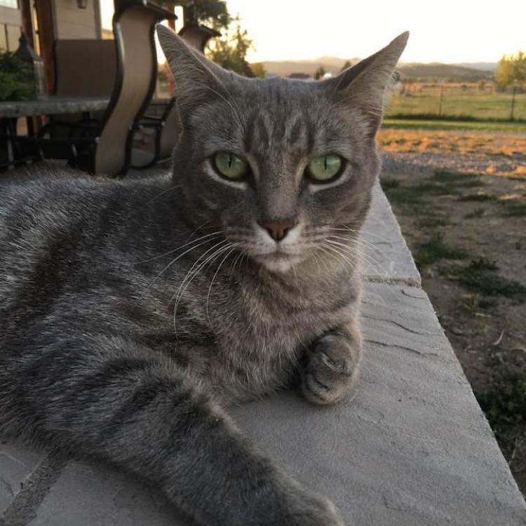 Crater Animal Clinic – Central Point, OR Crater Animal Clinic – Central Point, OR