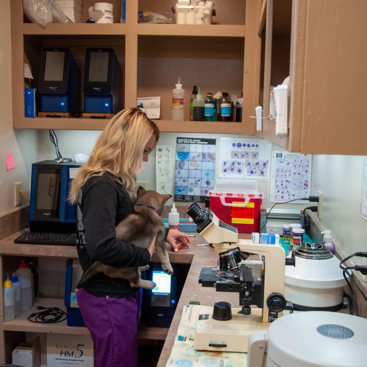 Northside Animal Clinic Cleburne, TX