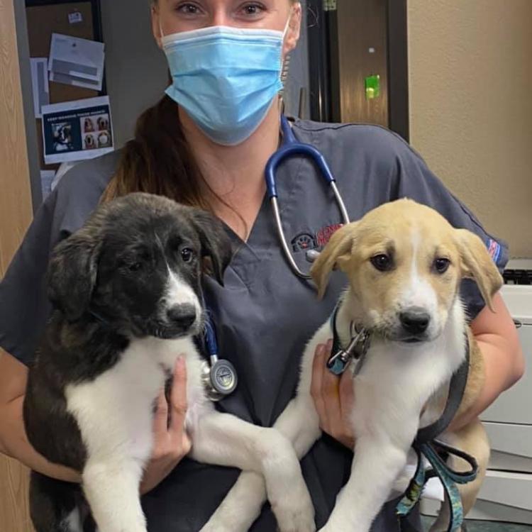 Community Pet Hospital Thornton Co