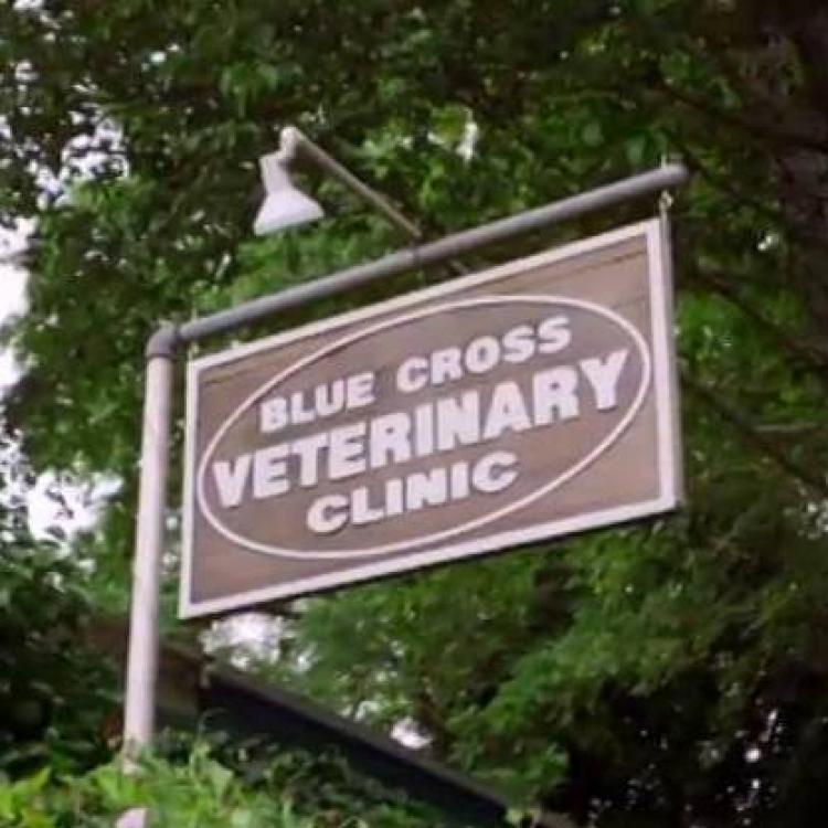 blue cross vets near me