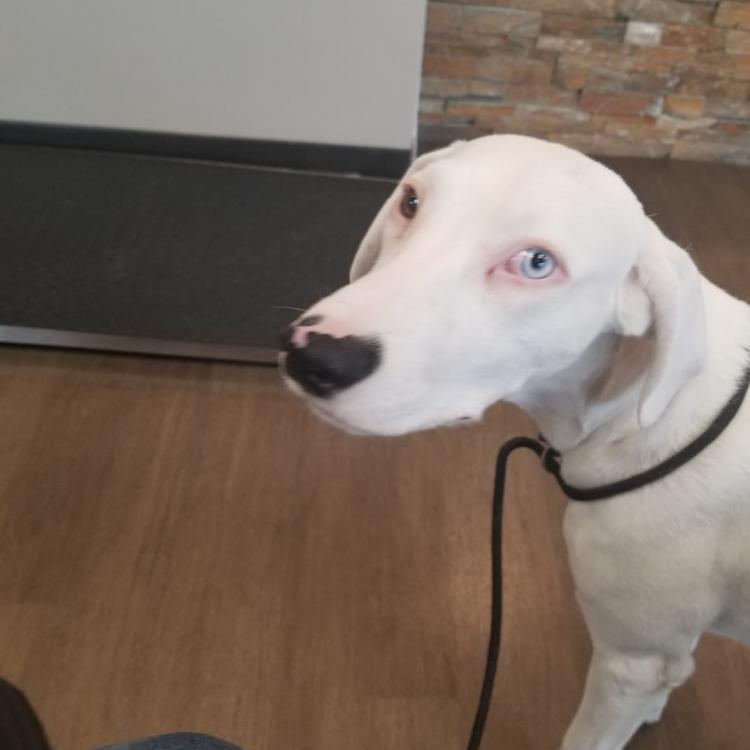 Creekside Veterinary Hospital – Templeton, CA
