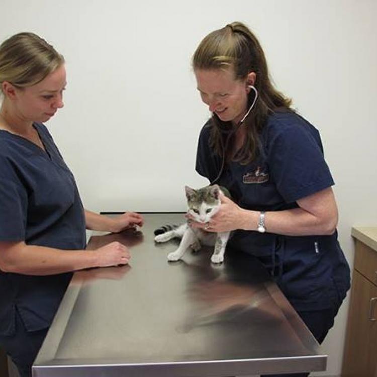 Damonte Ranch Animal Hospital Reno, NV