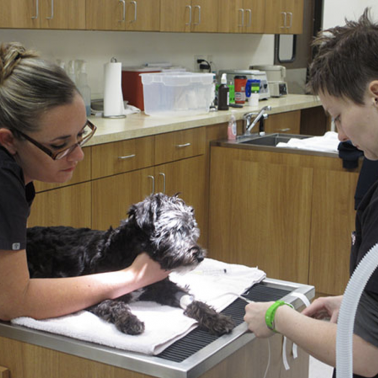 Damonte Ranch Animal Hospital Reno, NV