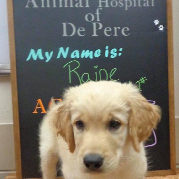 Animal Hospital Of De Pere De Pere Wi