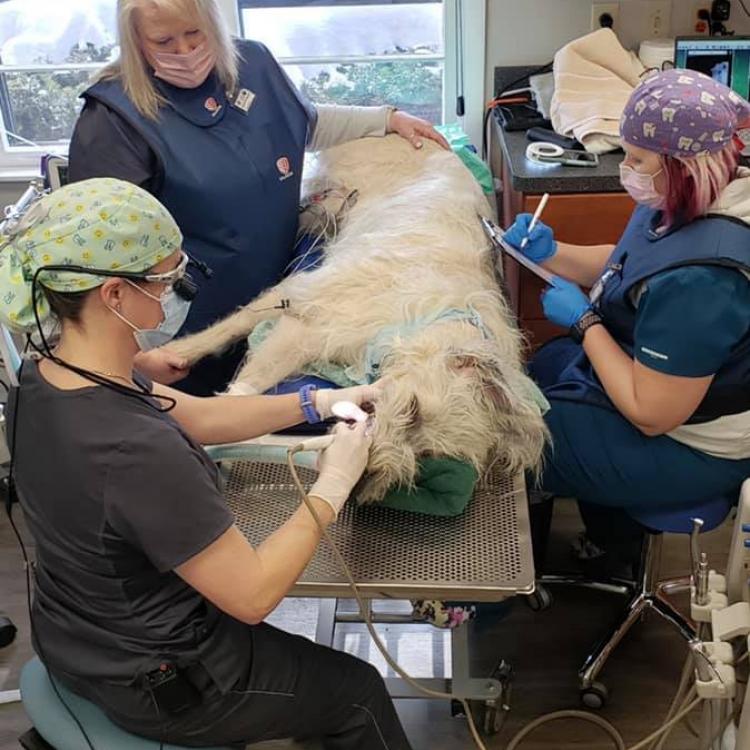 Veterinary Dentistry And Oral Surgery Of Ohio Columbus, OH