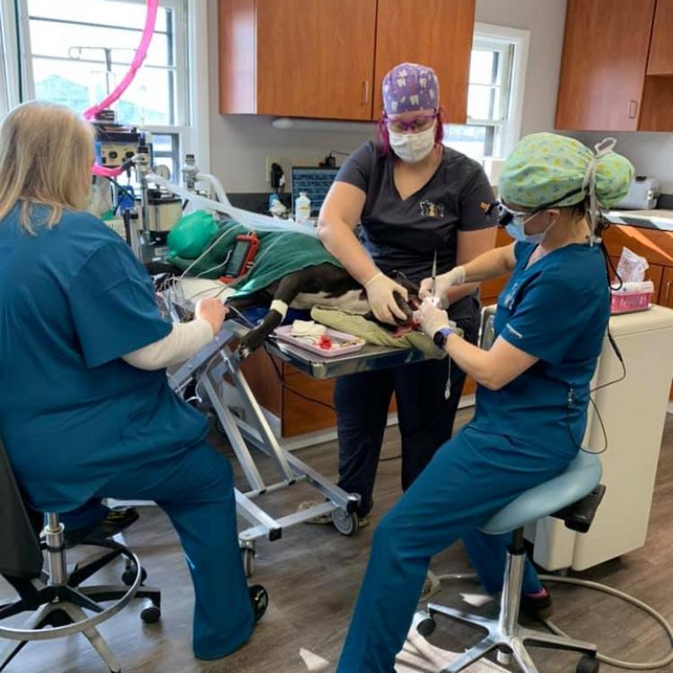 Veterinary Dentistry And Oral Surgery Of Ohio Columbus, OH