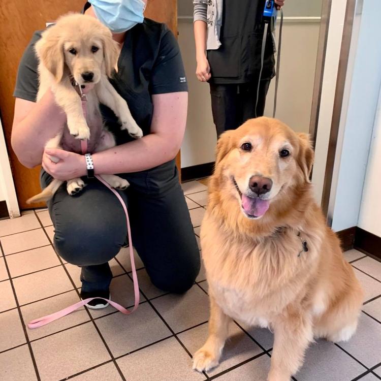 Harvey Animal Hospital Detroit, MI