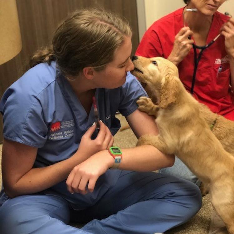 Arizona Animal Wellness Center Gilbert Az