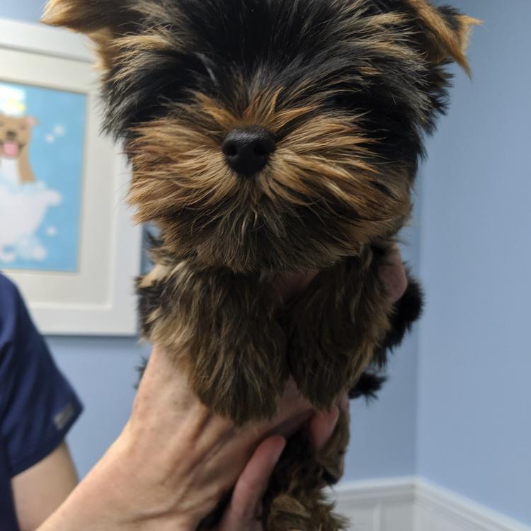 Dumfries Animal Hospital Dumfries, VA