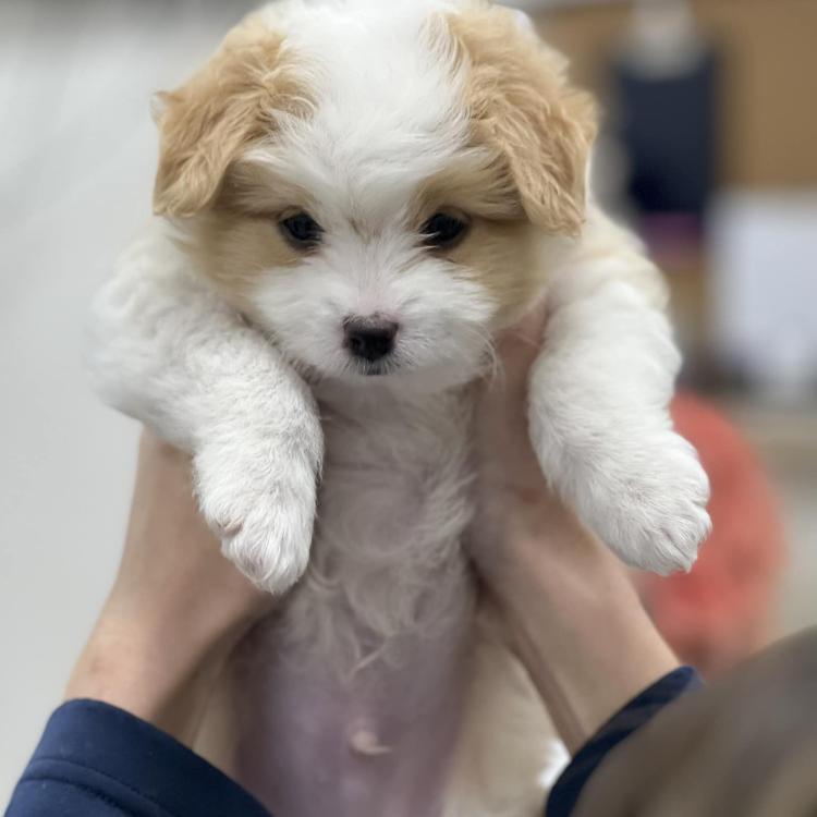 Vet For Pet Animal Hospital East Hartford, CT