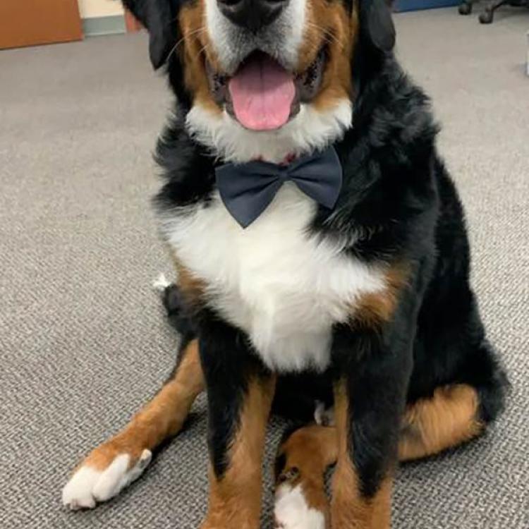 Elmhurst Animal Care Center – Elmhurst, IL Elmhurst Animal Care Center – Elmhurst, IL