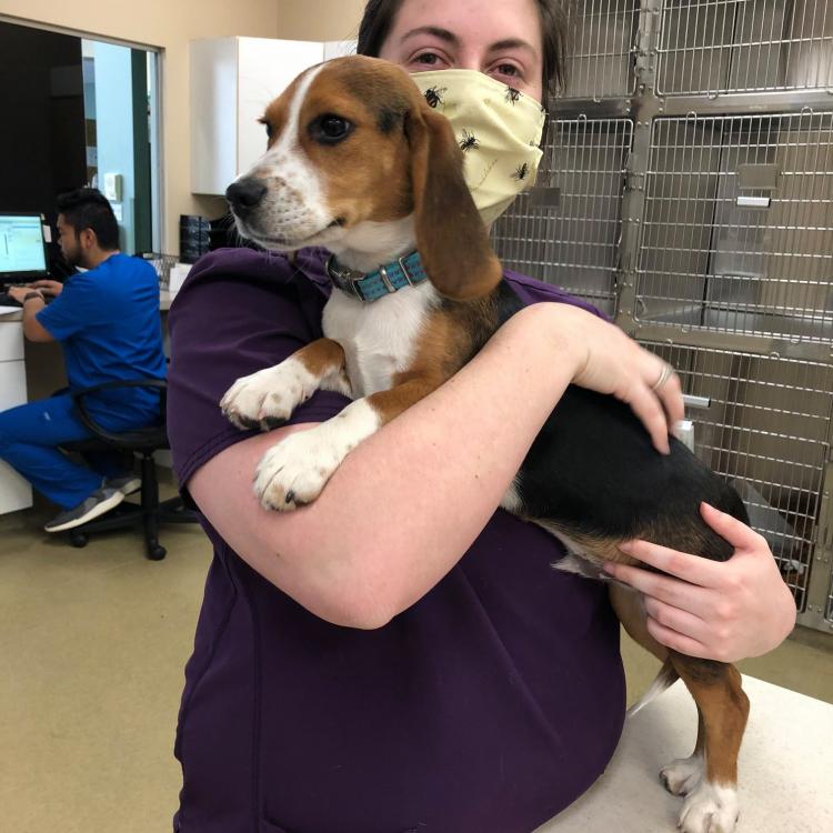 Elmhurst Animal Care Center – Elmhurst, IL Elmhurst Animal Care Center – Elmhurst, IL