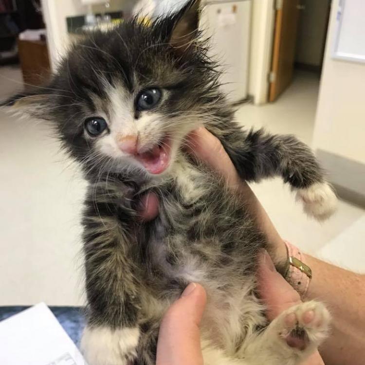 Ark Animal Hospital – Jacksonville, FL Ark Animal Hospital – Jacksonville, FL