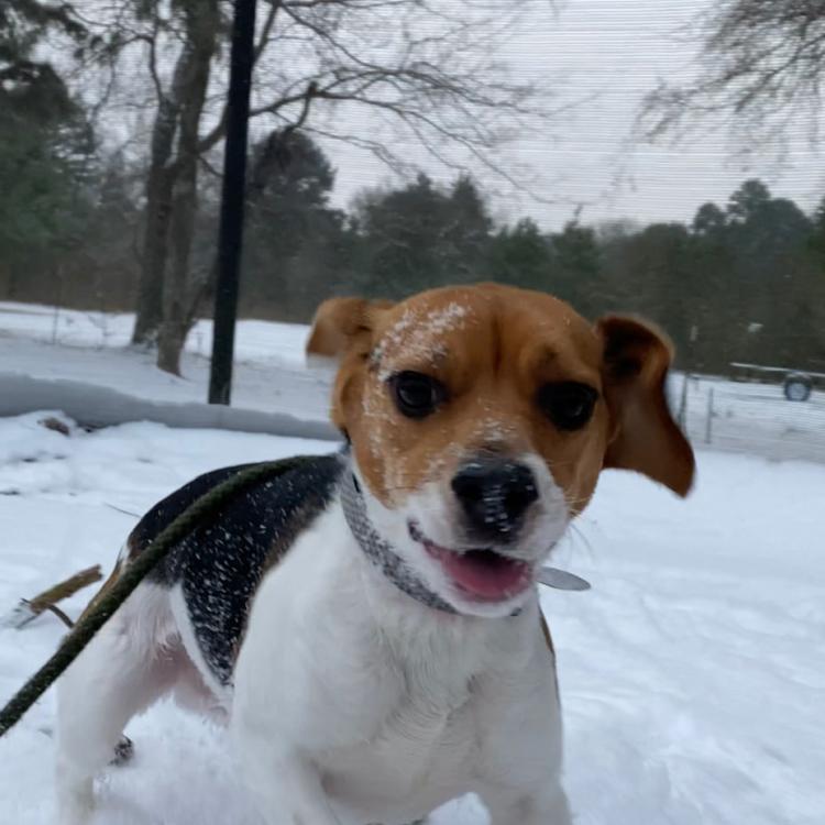 Labahn Veterinary Hospital – Fort Smith, AR