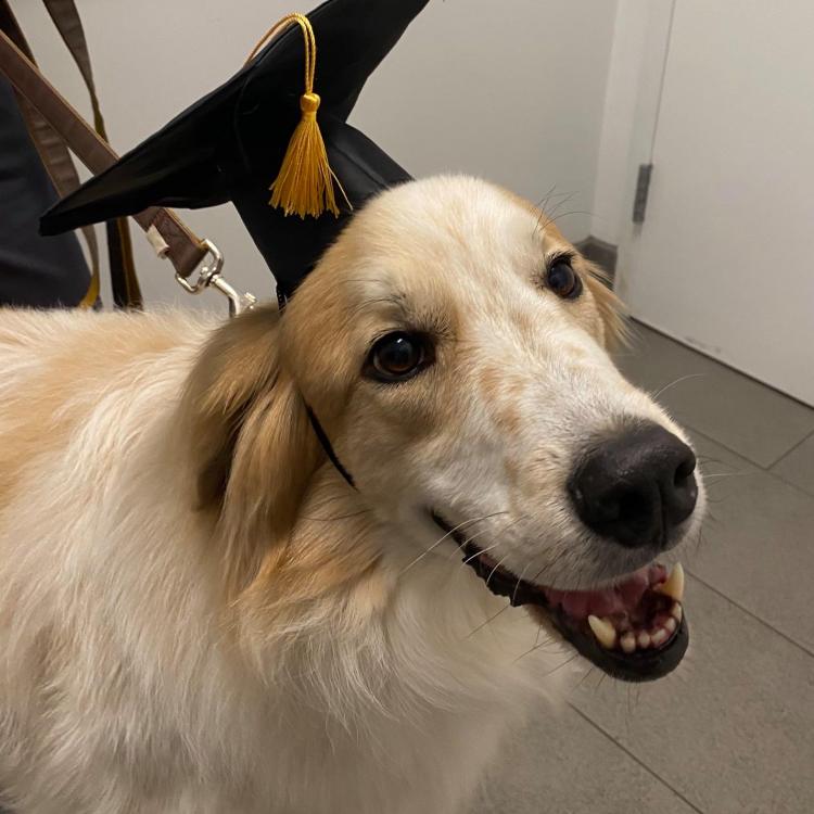 Veterinary Specialists of North Texas (VSNT) Fort Worth, TX