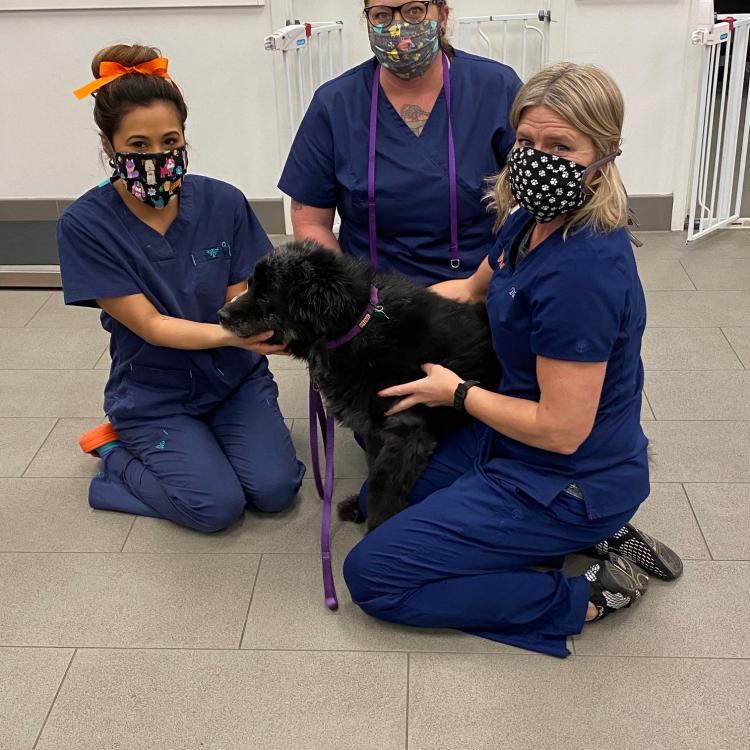 Veterinary Specialists of North Texas (VSNT) Fort Worth, TX