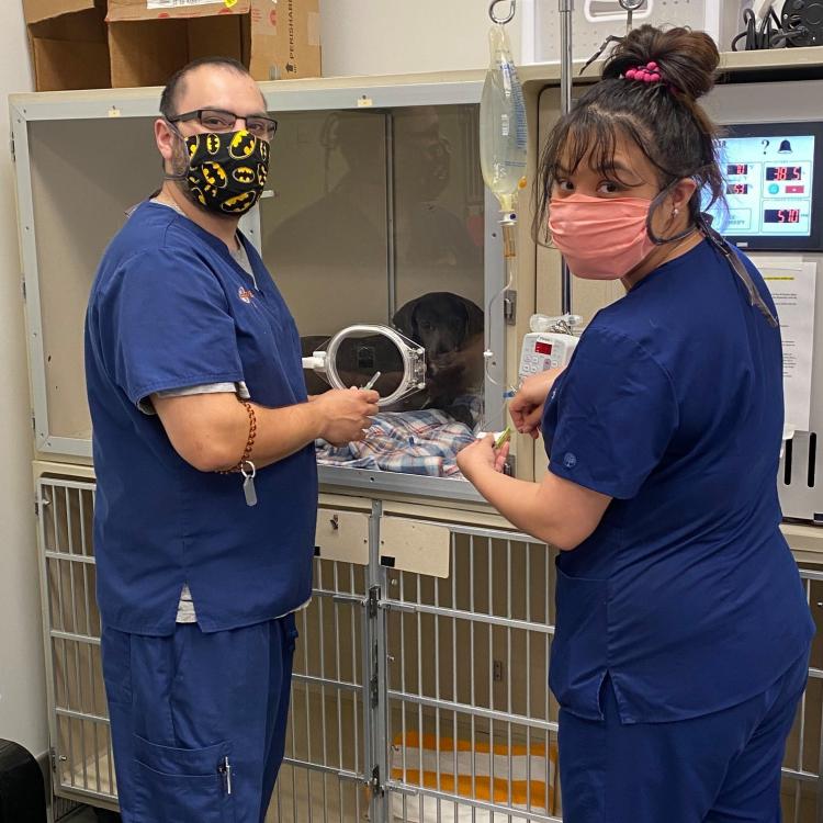 Veterinary Specialists of North Texas (VSNT) Fort Worth, TX