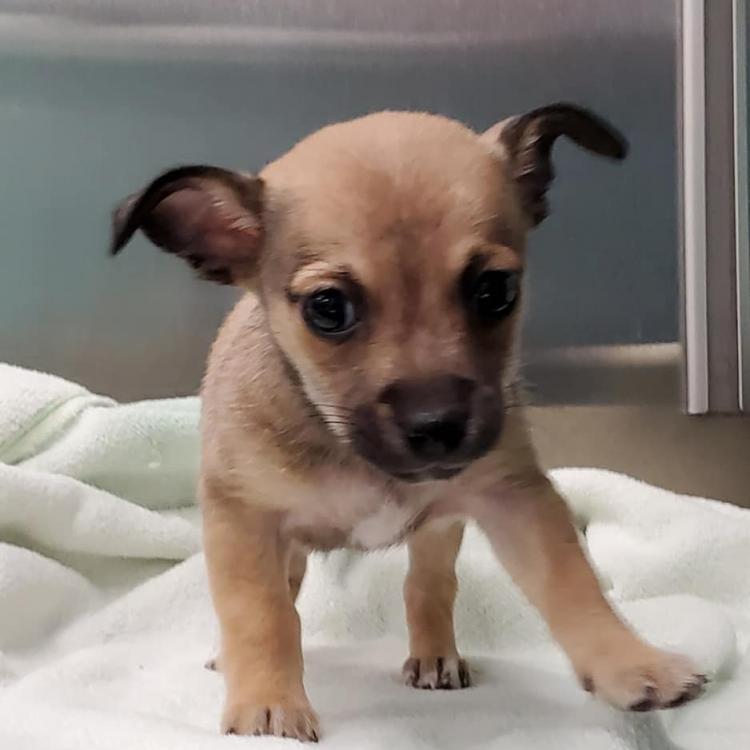 Buena Vista Road Animal Hospital – Columbus, GA Buena Vista Road Animal Hospital – Columbus, GA