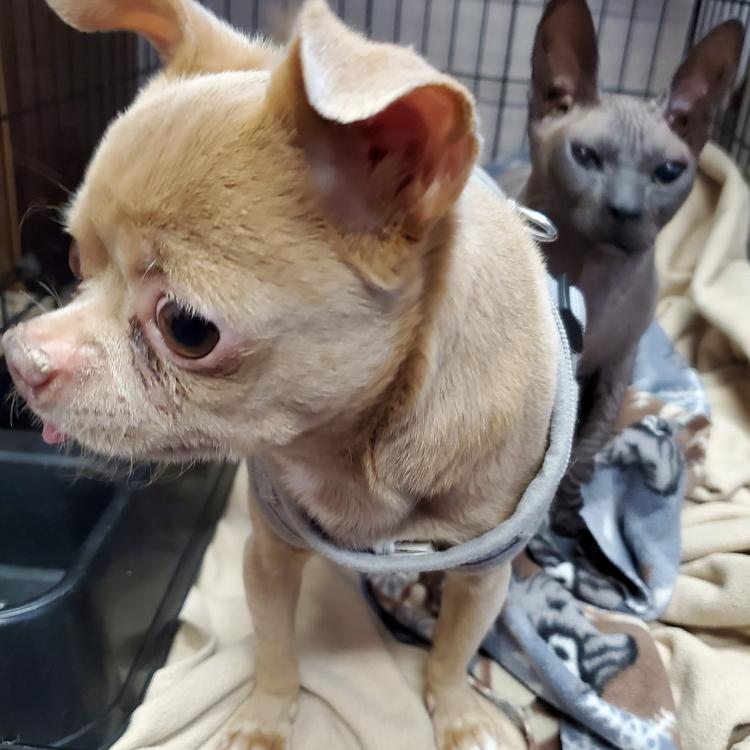 Buena Vista Road Animal Hospital – Columbus, GA Buena Vista Road Animal Hospital – Columbus, GA