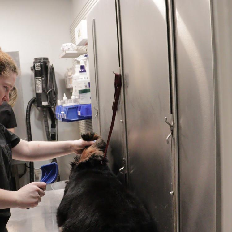 practice gallery photo